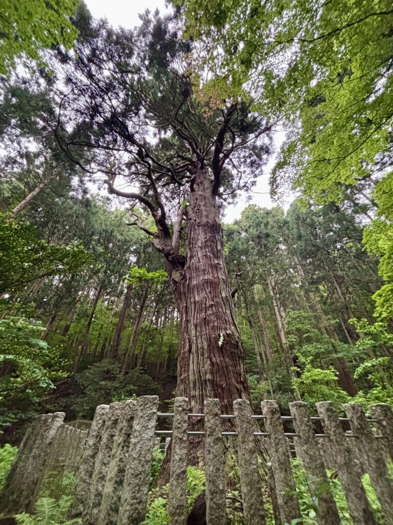 弥彦の婆々杉1