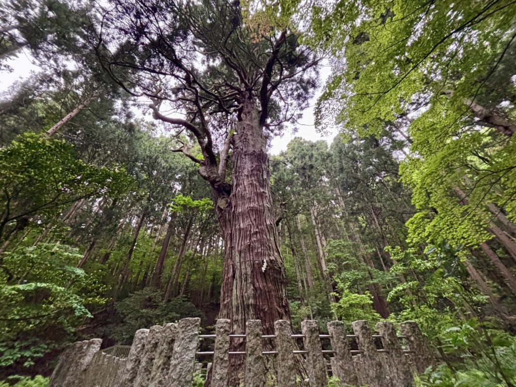弥彦村【弥彦の婆々杉】寺院の裏にある樹齢約１，０００年の杉