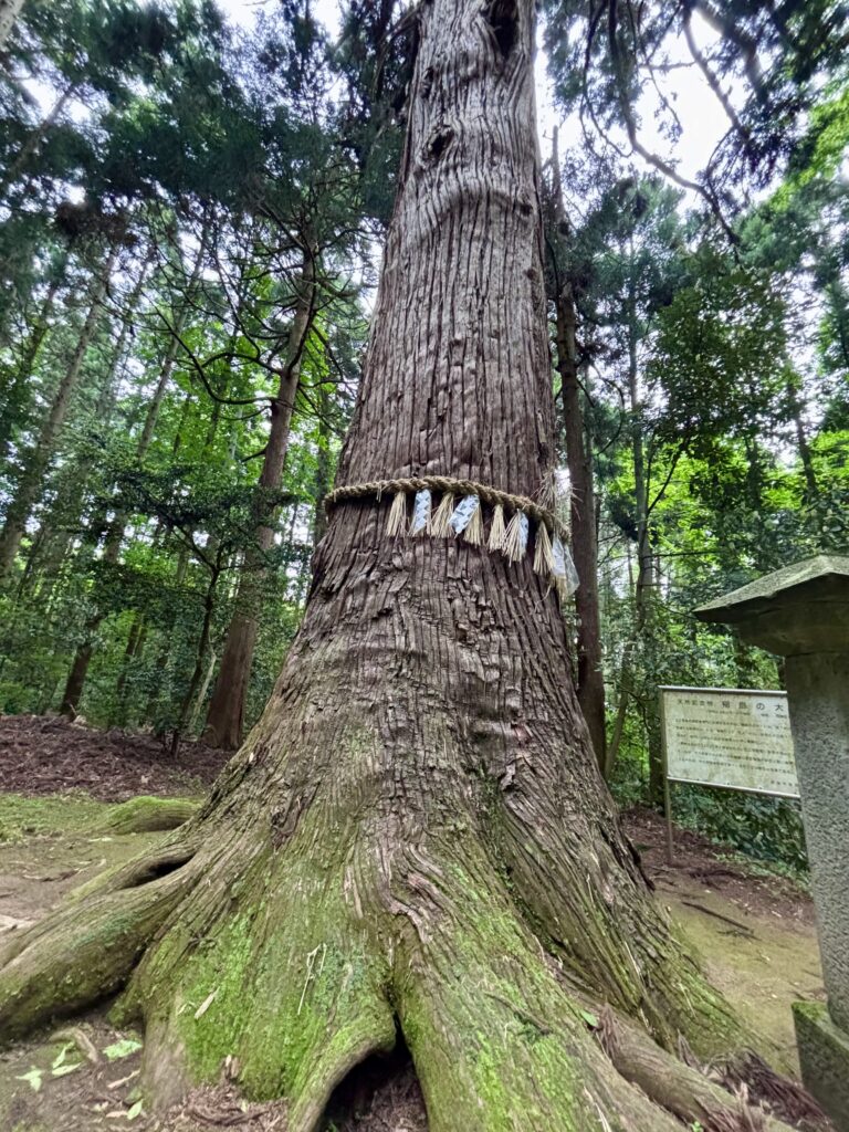 稲島の大杉