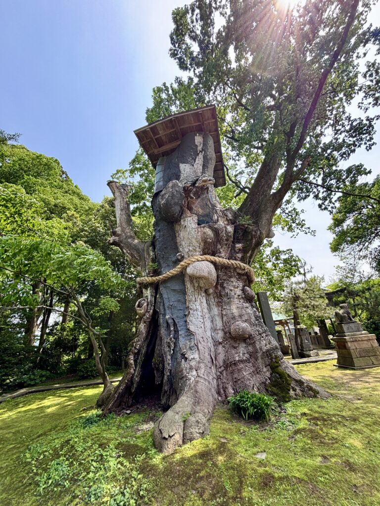 背面から見た大欅