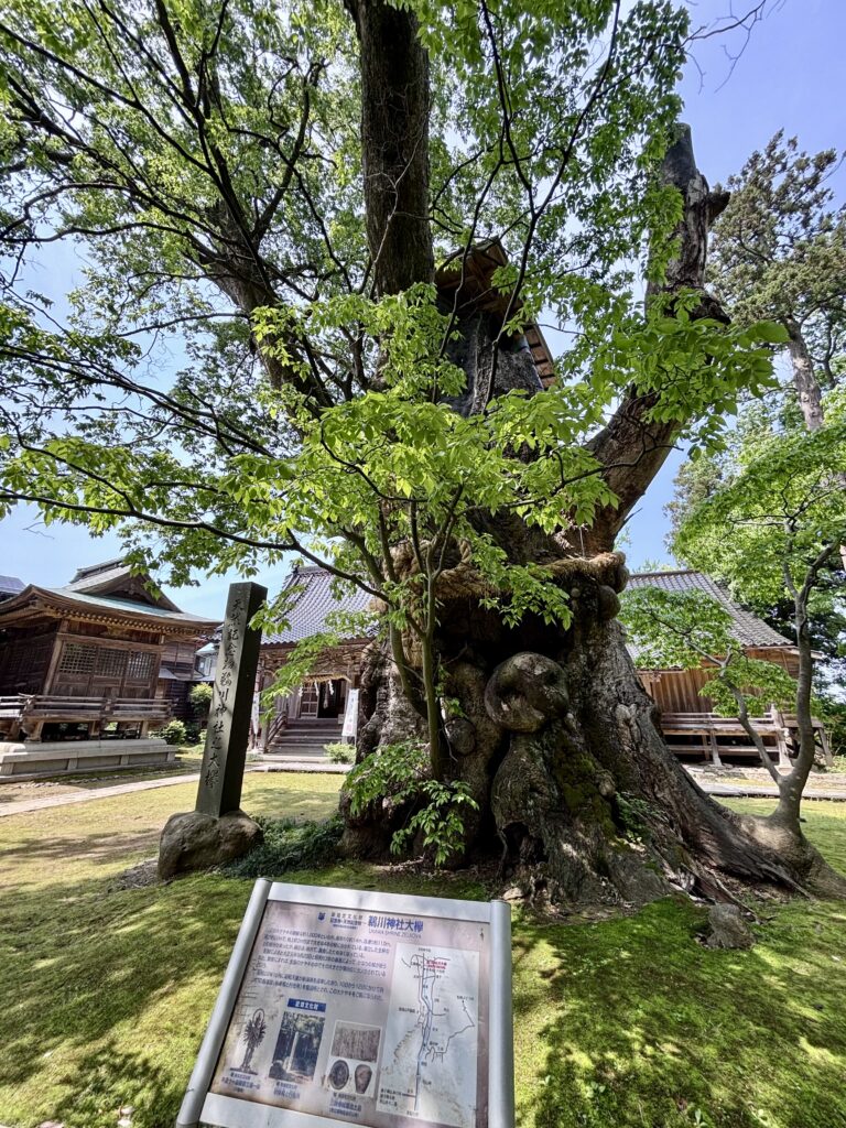 鵜川神社の大欅