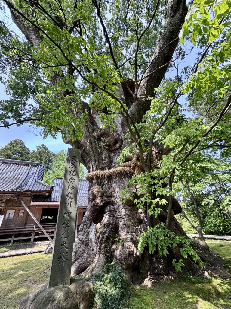 正面から見た大欅
