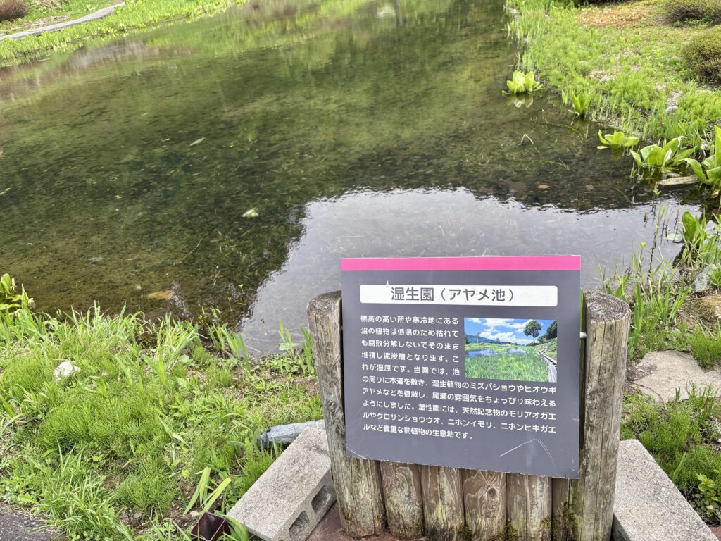 アヤメ池2