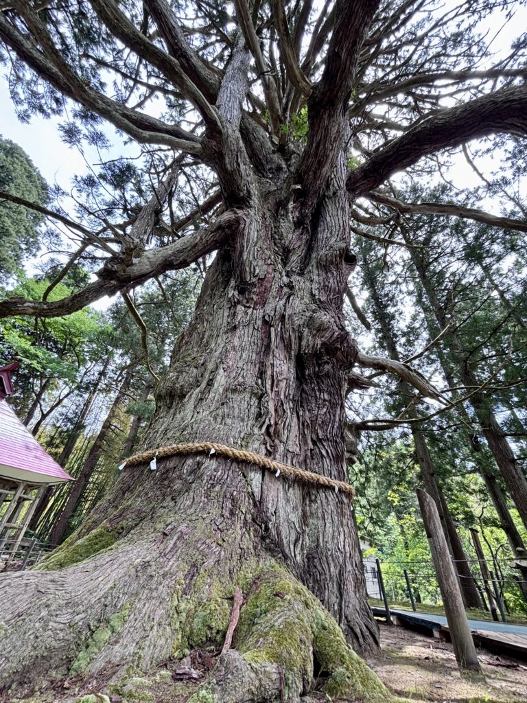 虫川の大スギ2