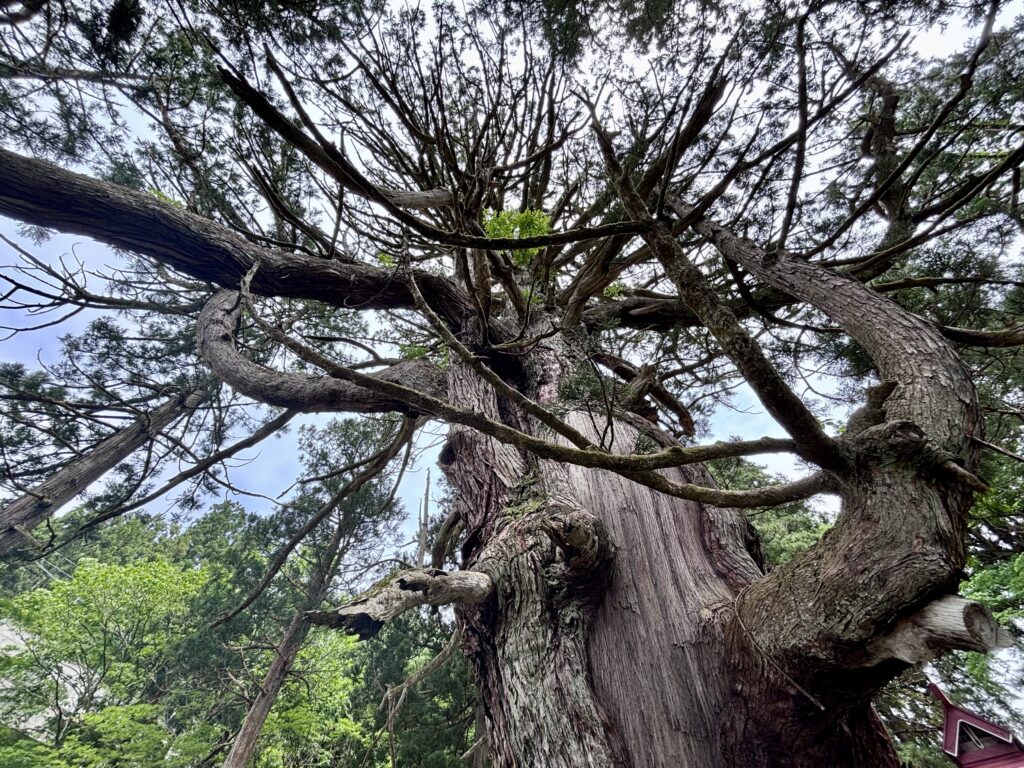見上げた景色2