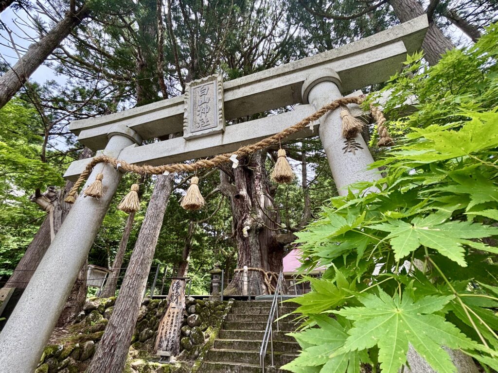 【虫川の大スギ】樹齢１，２００年以上｜迫力満点の御神木