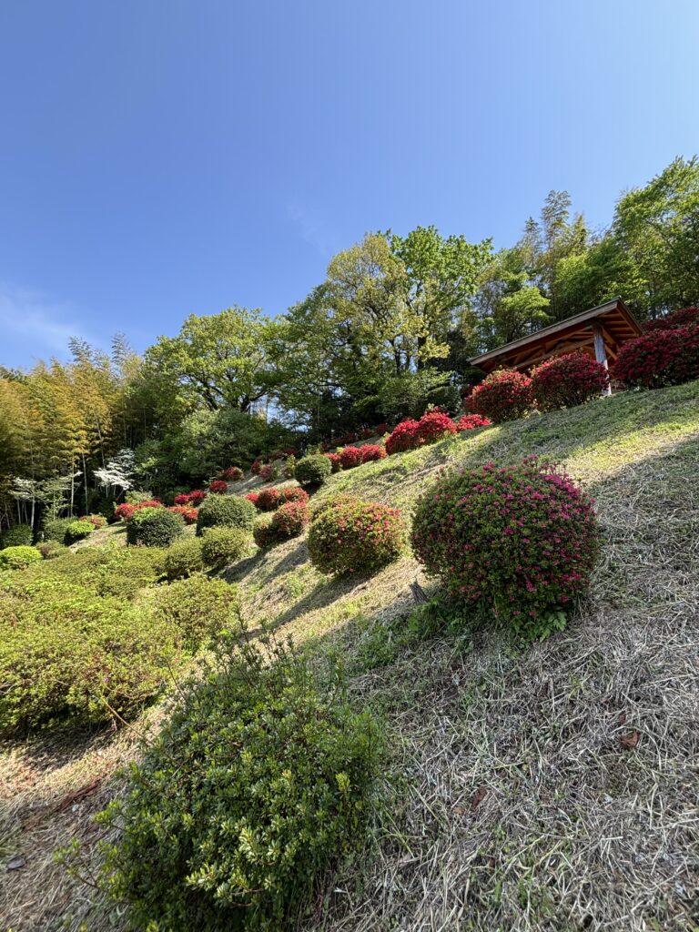 丘陵地