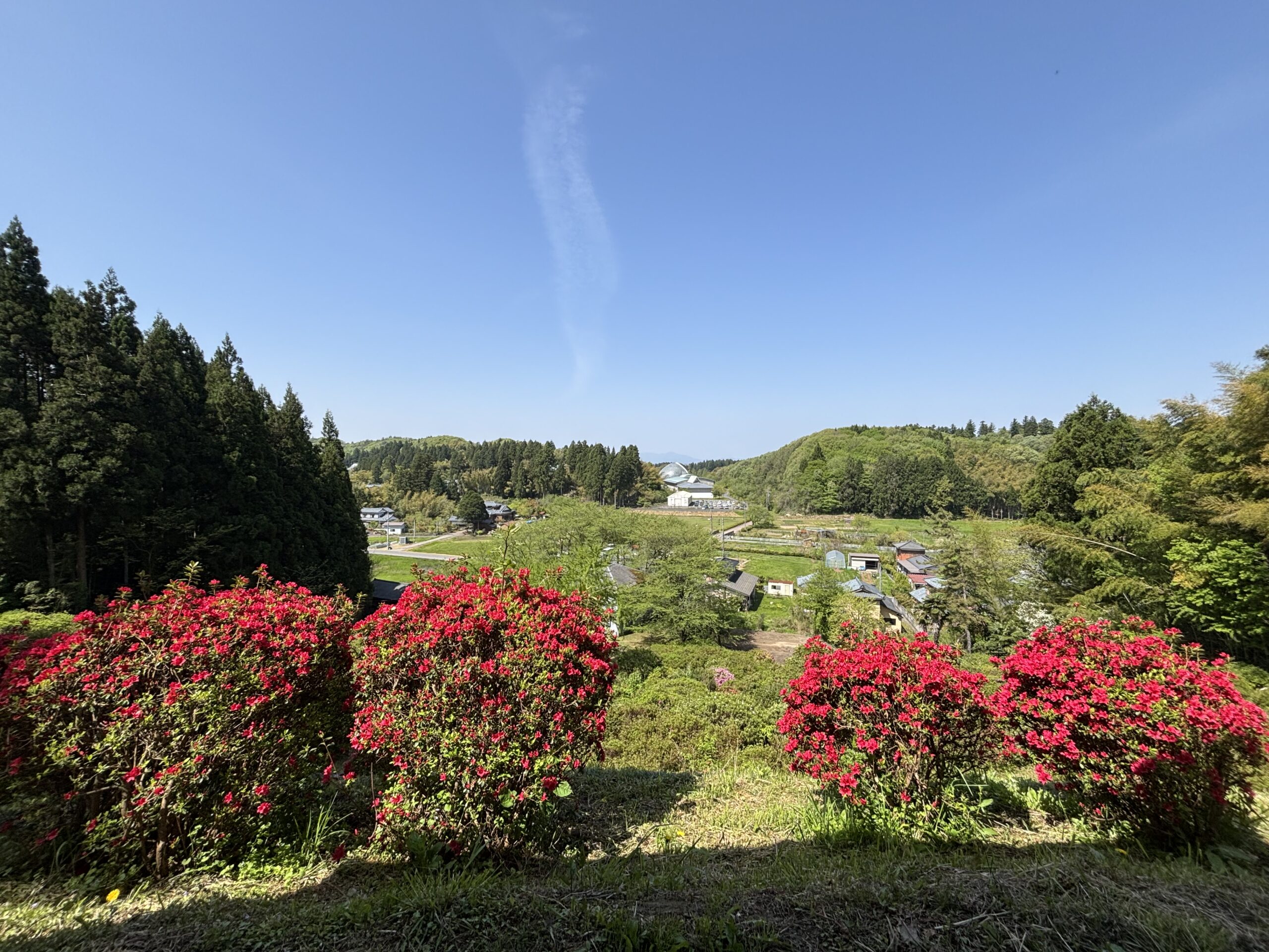 【さつき山公園】色とりどりのつつじが咲く穴場スポット