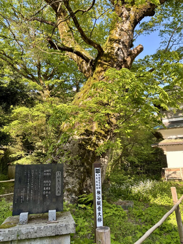 大欅1