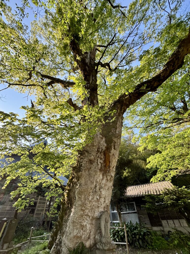 大欅2