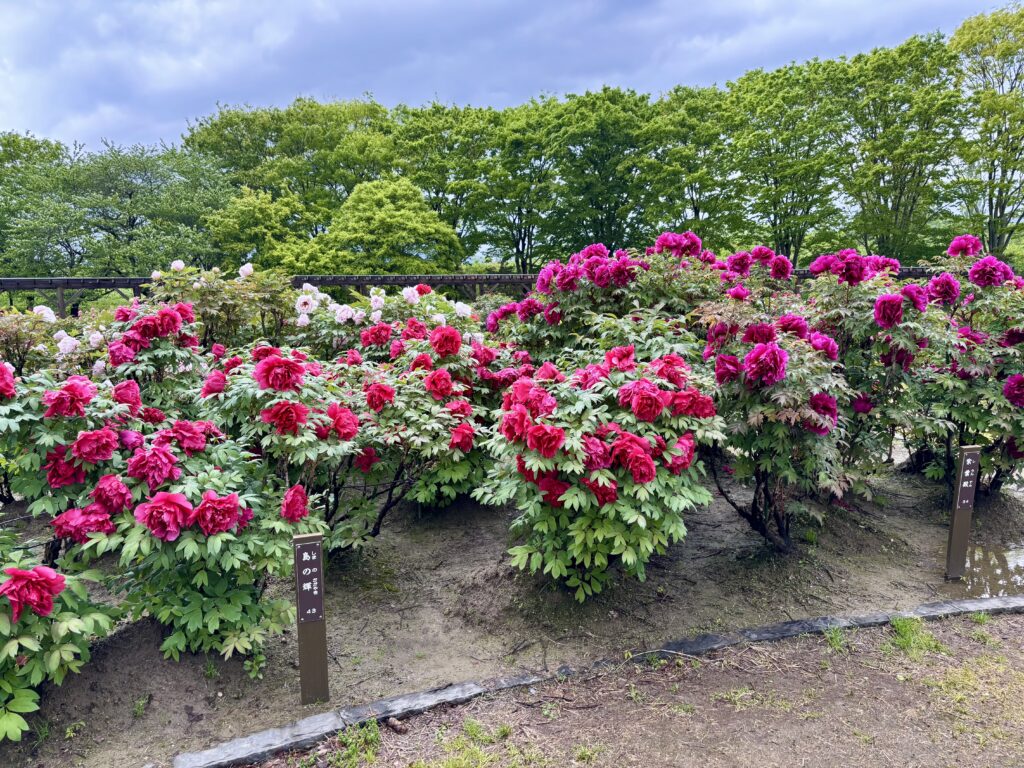 五泉市【ぼたん百種展示園】