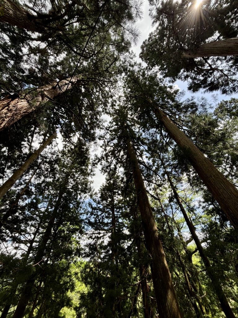 境内の風景4
