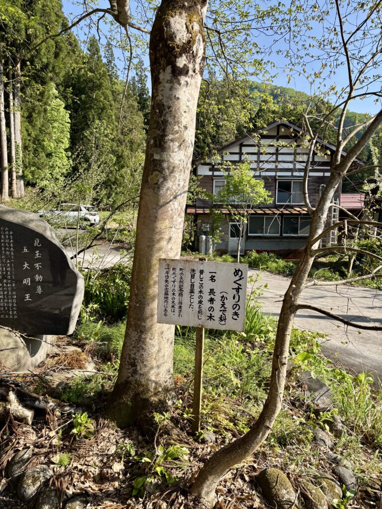 めぐすりのき