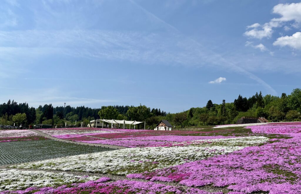 【花と緑と雪の里公園】約２０万株の芝桜が一面に咲き誇る
