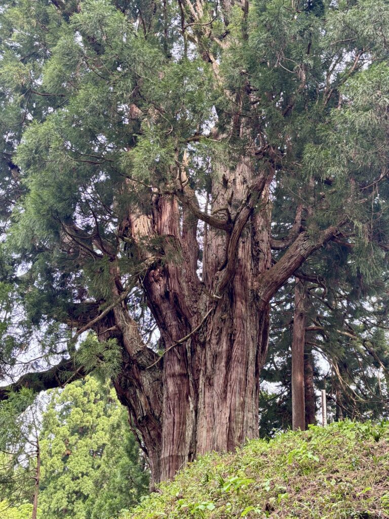十日町市【小貫諏訪社の大スギ】樹齢約８００年、魚沼地方最大級の大杉
