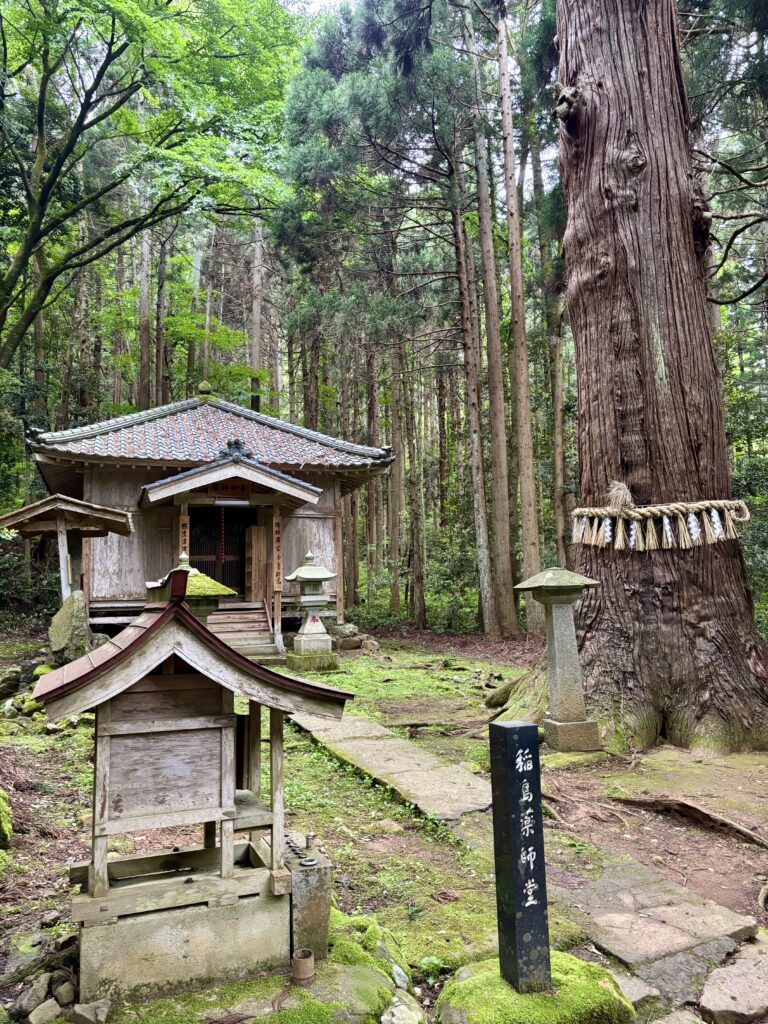 新潟市【稲島薬師堂】落雷を受けてもなお育ち続ける大杉