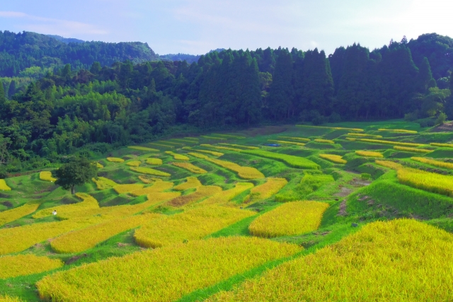 新潟県と言ったらお米！県内の【棚田】特集