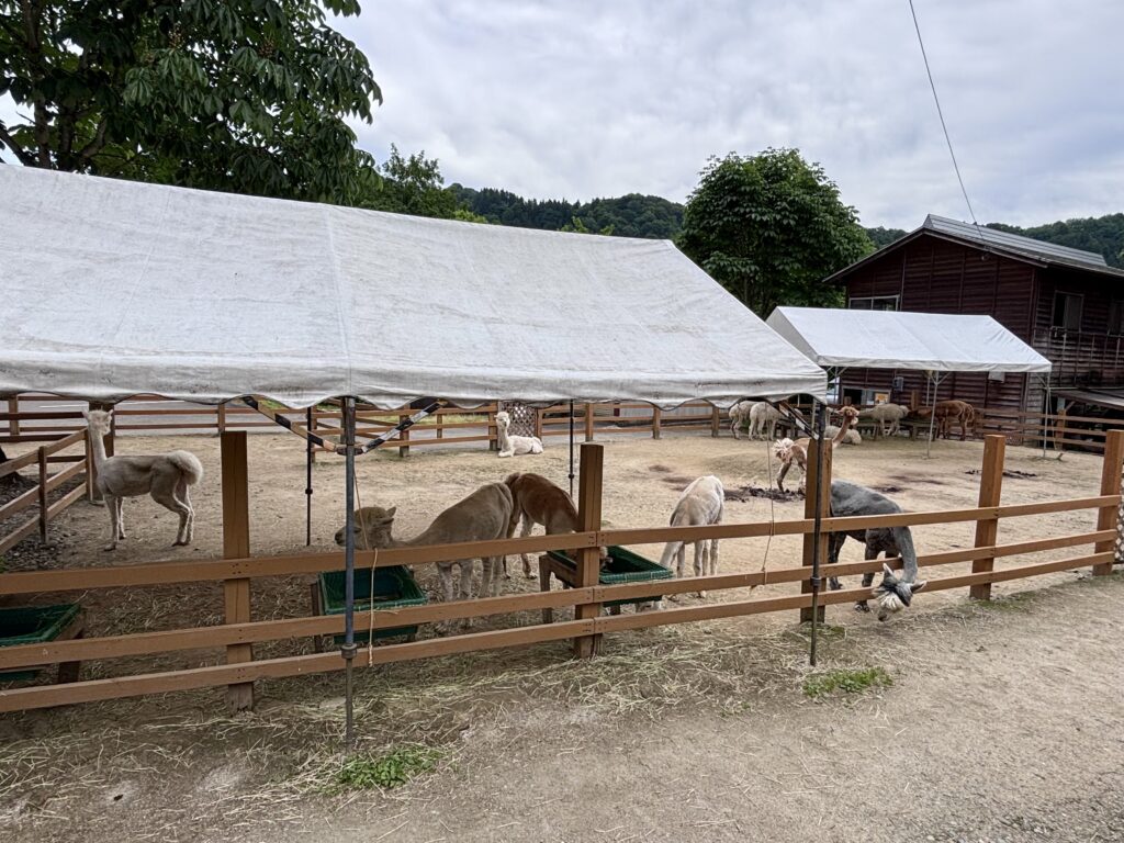 【山古志アルパカ牧場】集落の方々に可愛がられて育つ