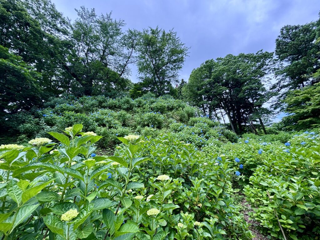 あじさい１