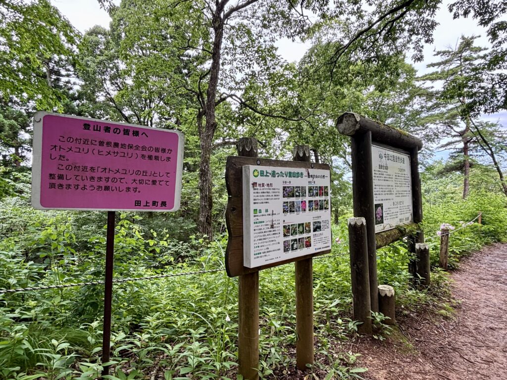 ヒメサユリ１