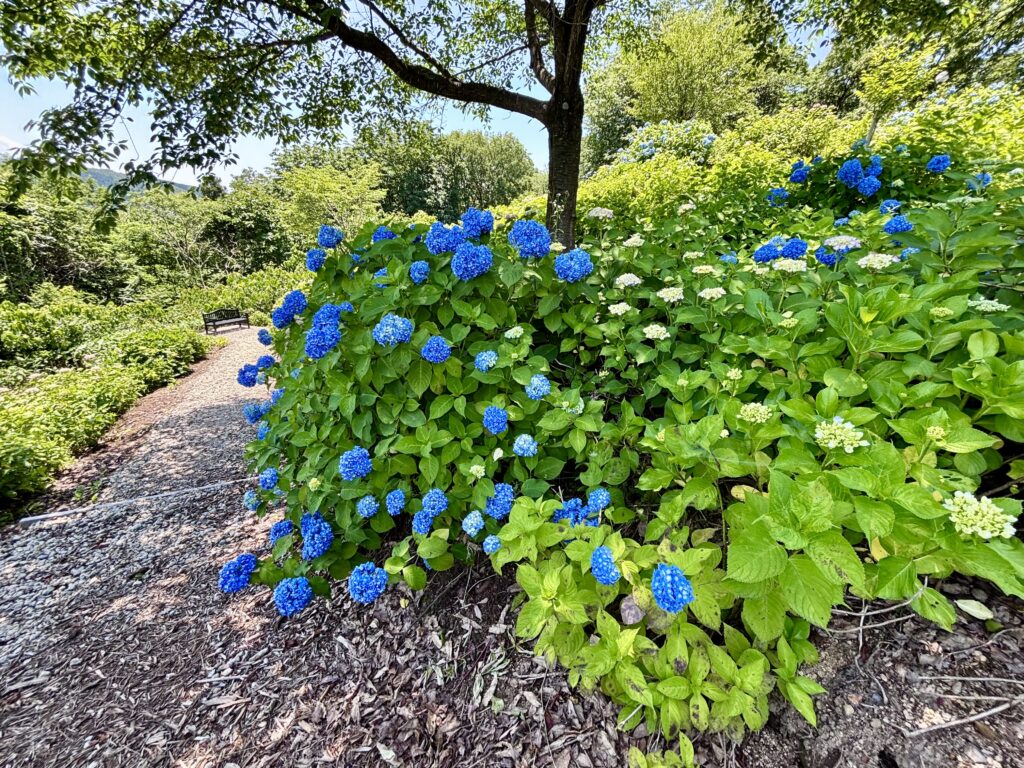 見附市【水道山・観音山公園】散策や花観賞におすすめ