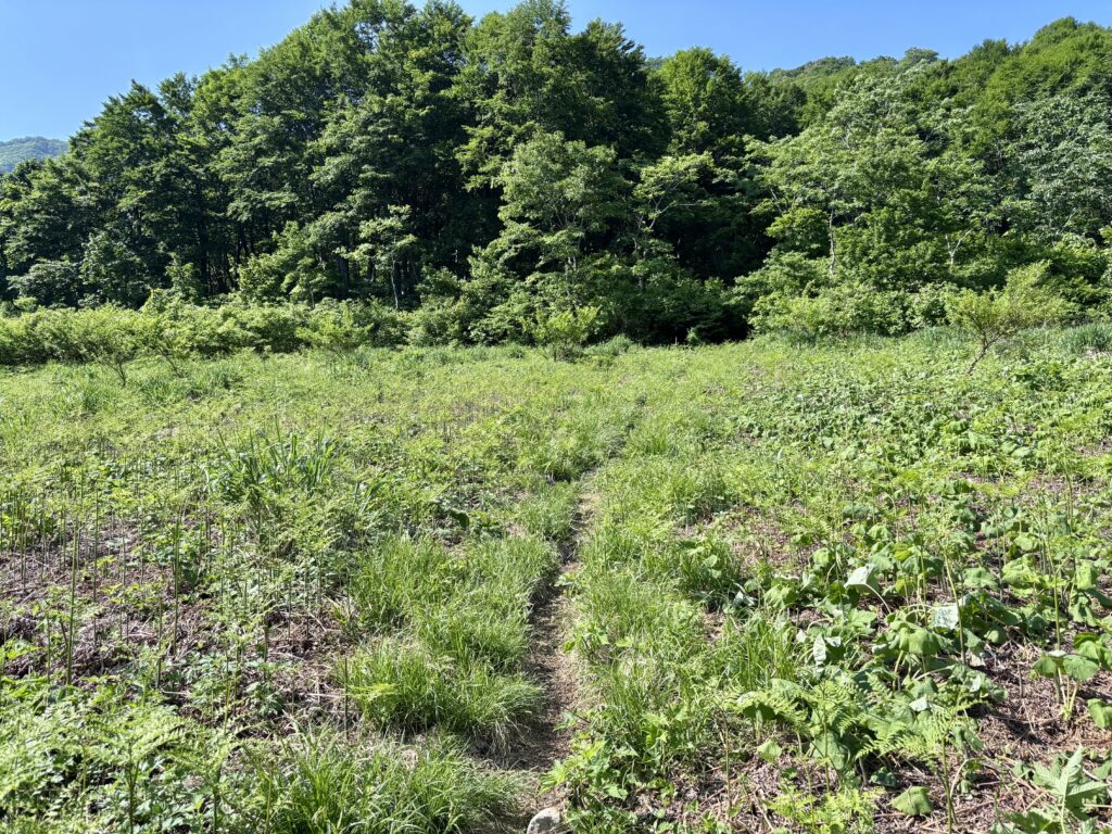 少し開けた草むら