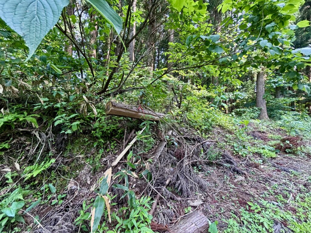 山道の入口