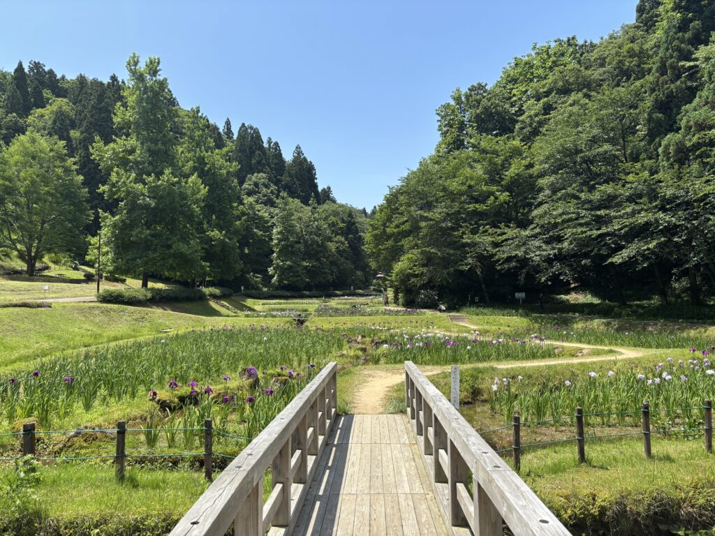 三条市【しらさぎ森林公園】桜や花菖蒲、ひまわり、ホタルを楽しむ