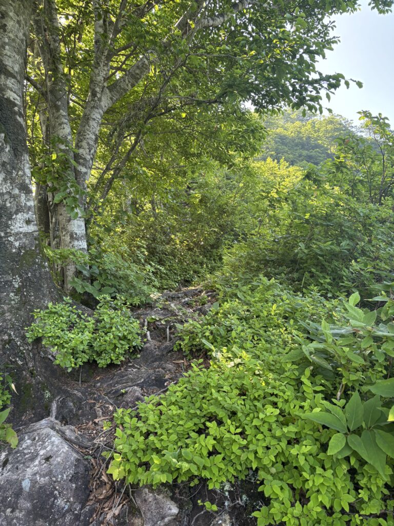 植物が生い茂っている場所