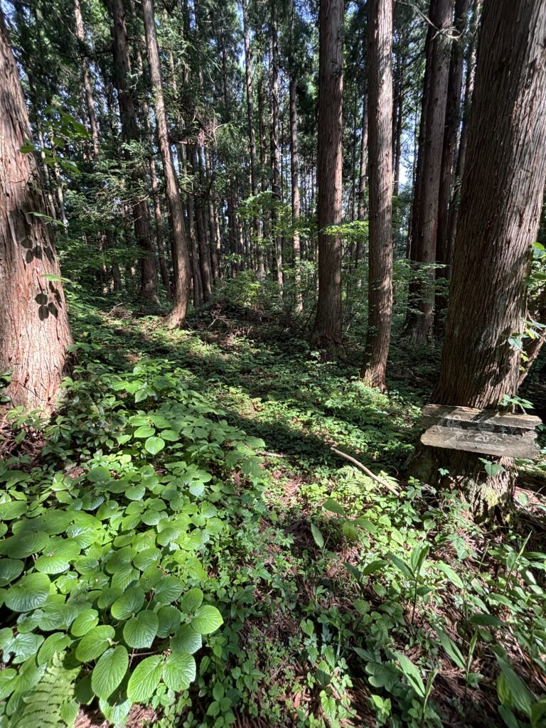山道