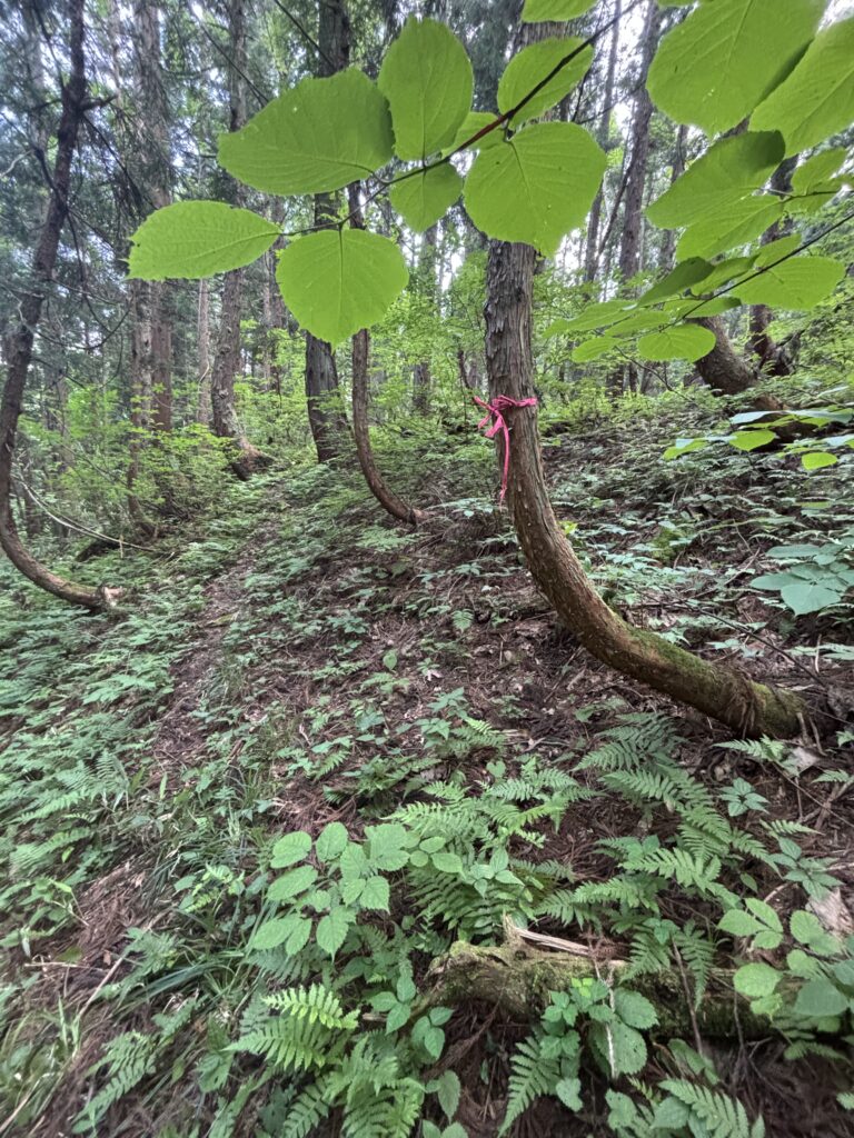 目印のリボン