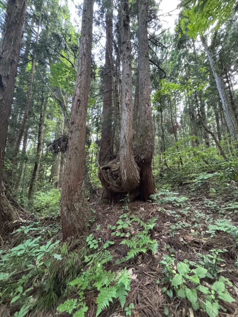 目印の木2