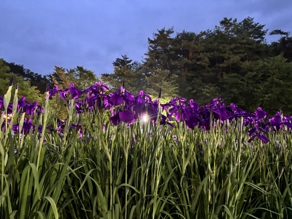 あやめ園夜2