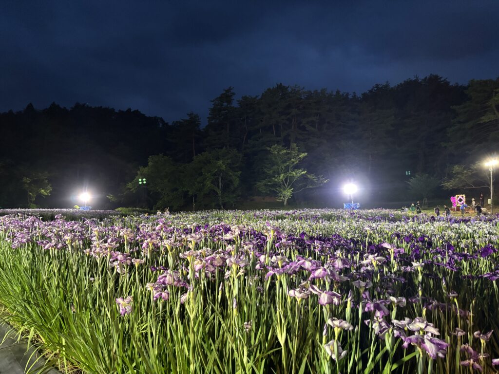 あやめ園夜1