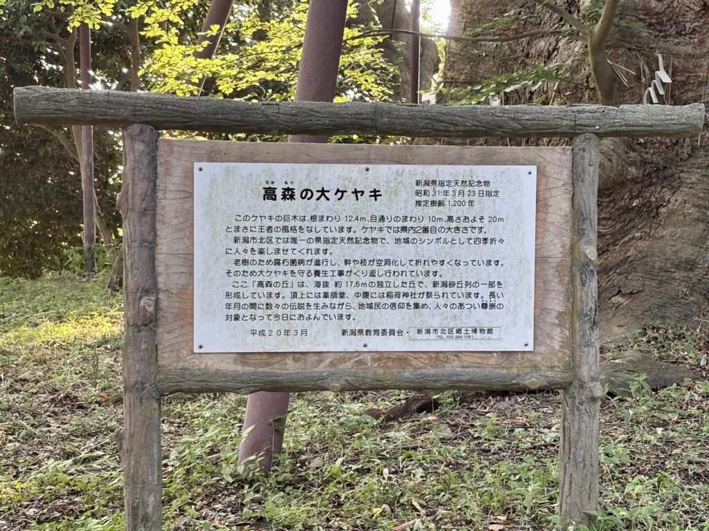高森の大ケヤキの説明看板