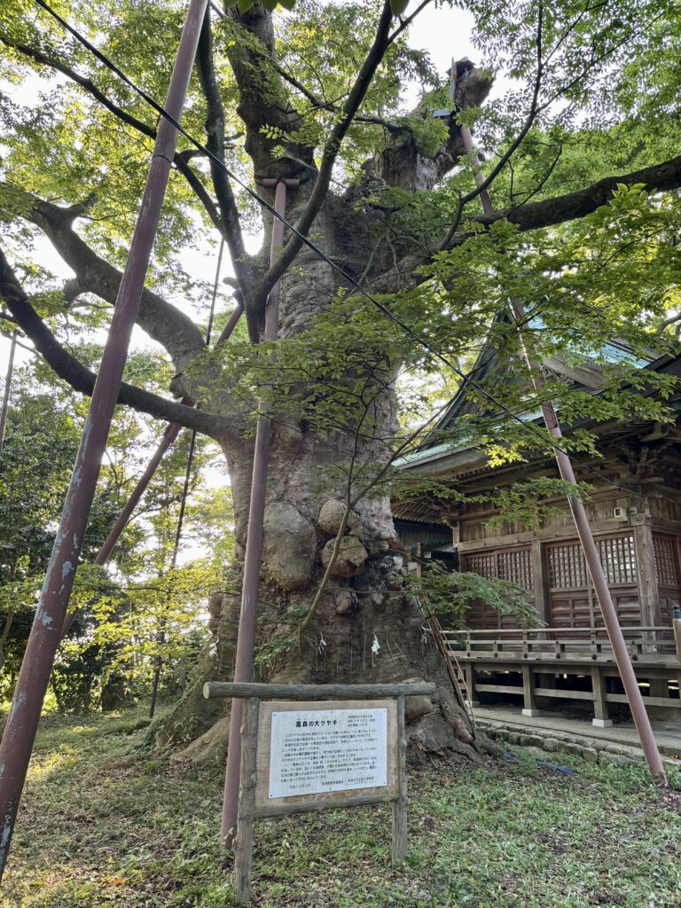 高森の大ケヤキ