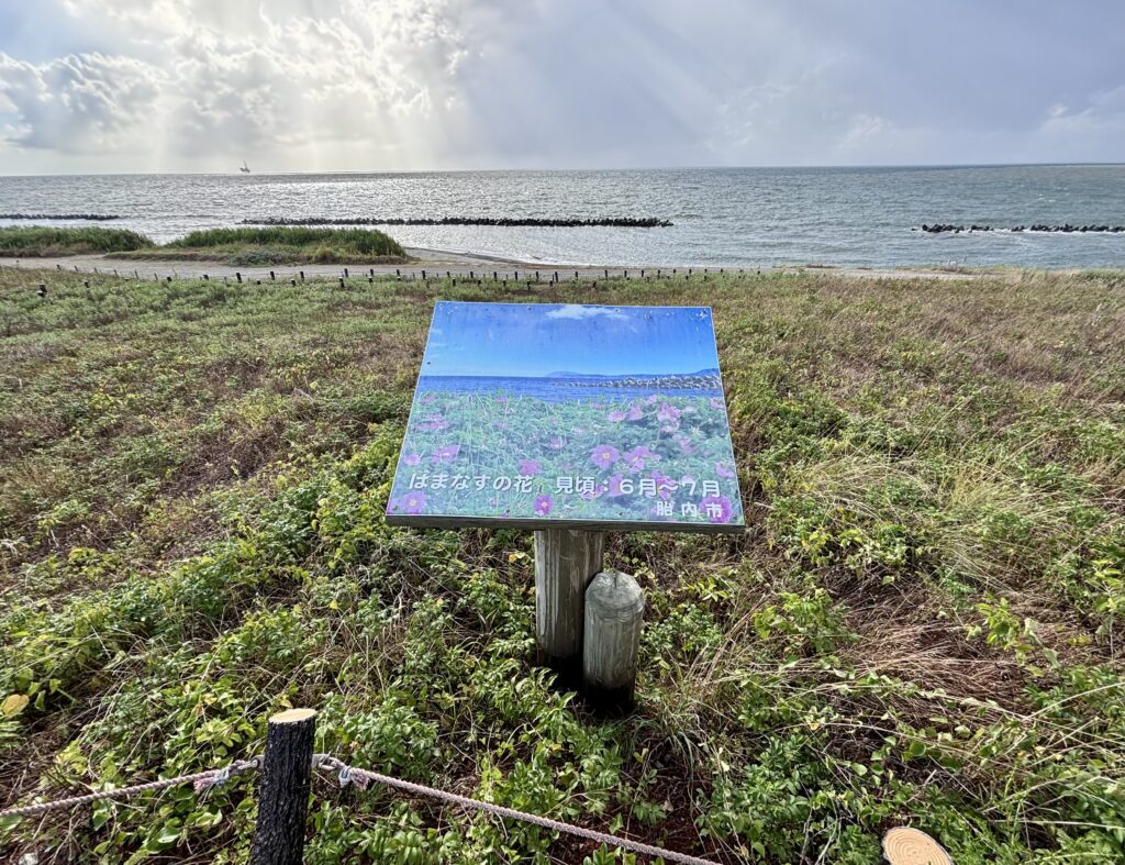 はまなすの花エリア