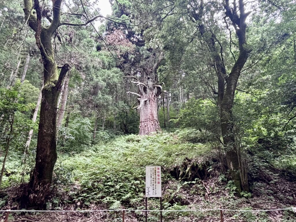 五泉市【牧の衛守スギ】樹齢推定1,000年以上の古代スギ