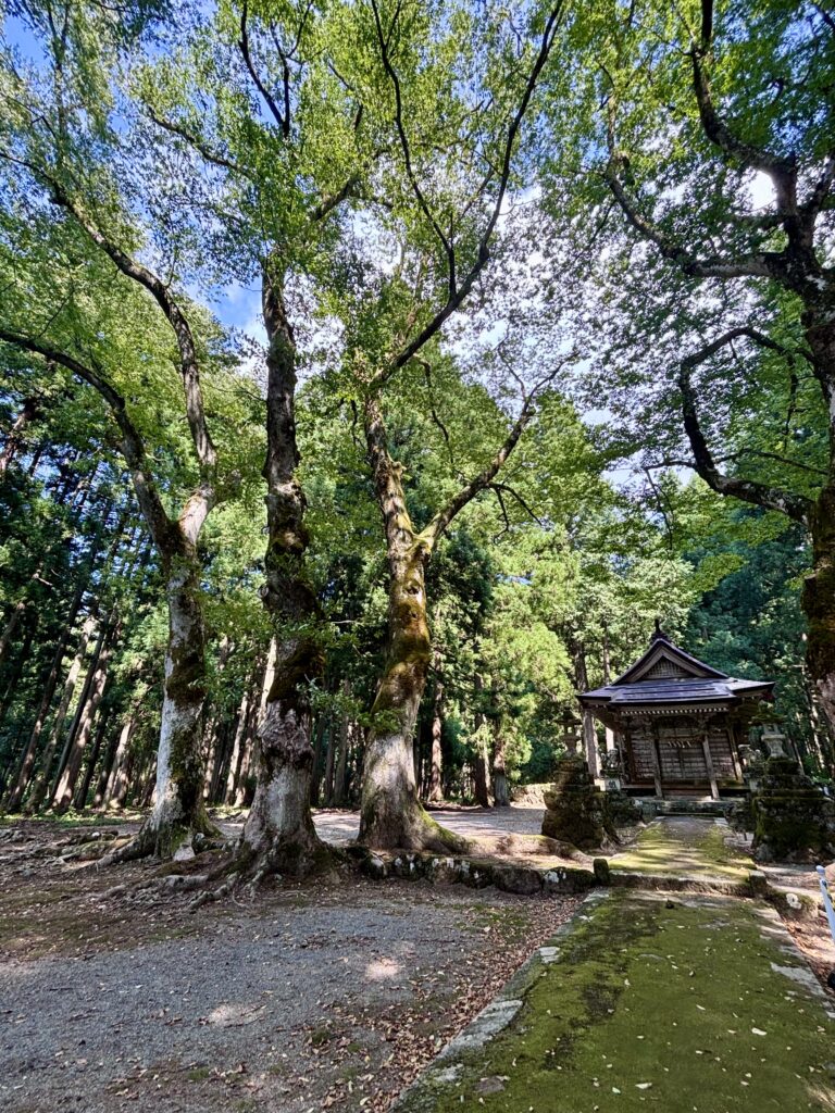 境内の木