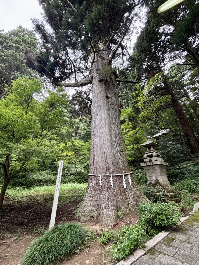 五泉市名木巨木選定樹