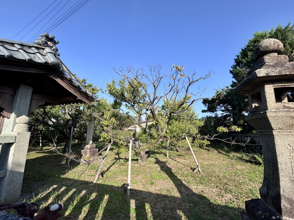 八ツ房梅