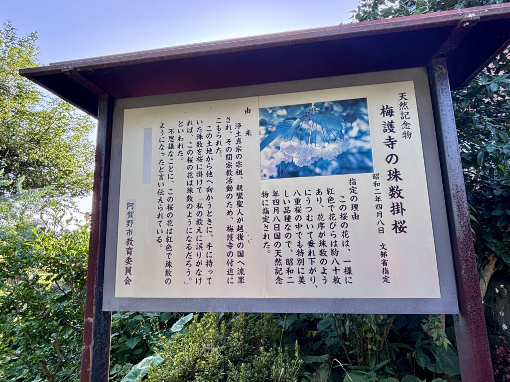 珠数掛桜の説明看板