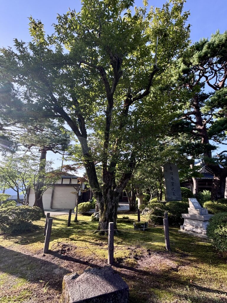 【三度栗】一年に三度も実のなる栗の木｜越後七不思議