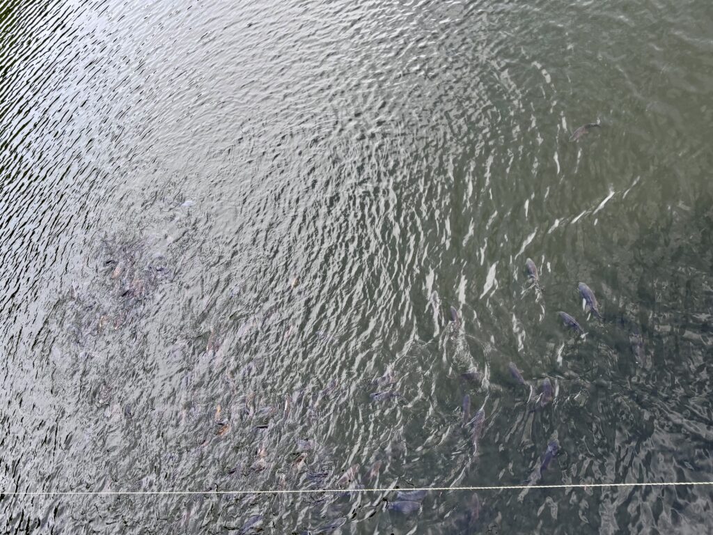 大源太湖