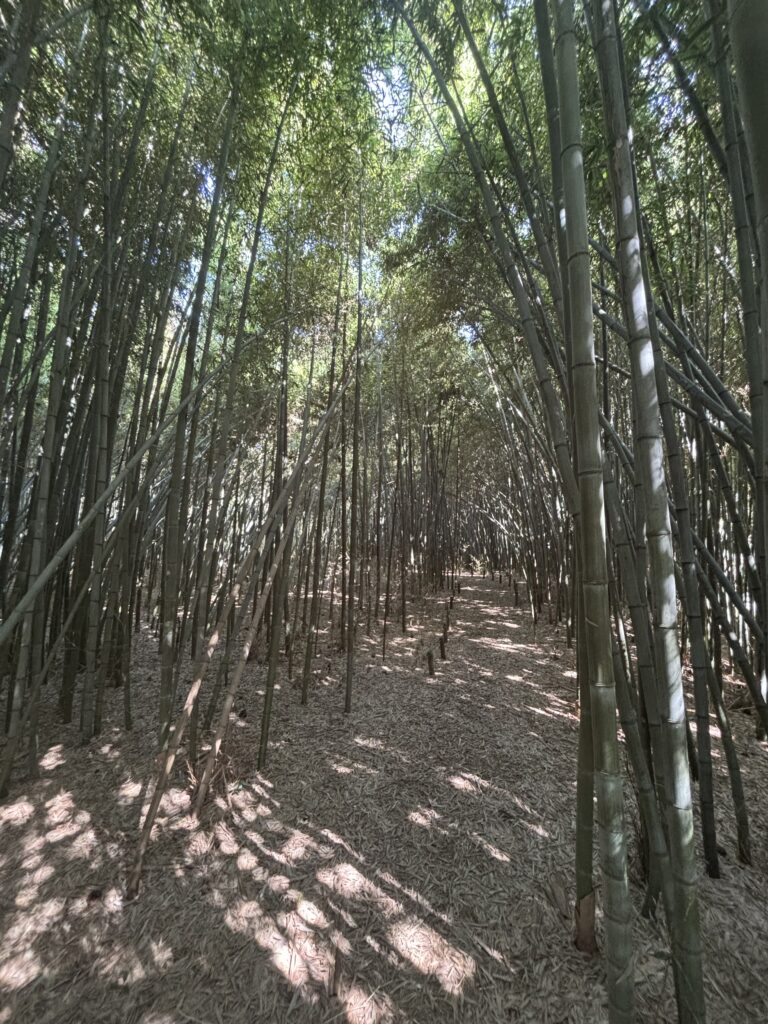 鳥屋野逆ダケの藪