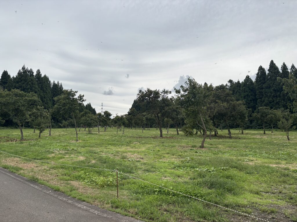 黒沢観光くり園