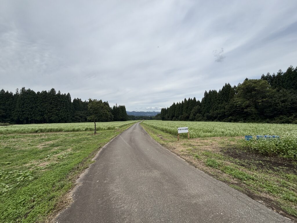 天空のそば畑1