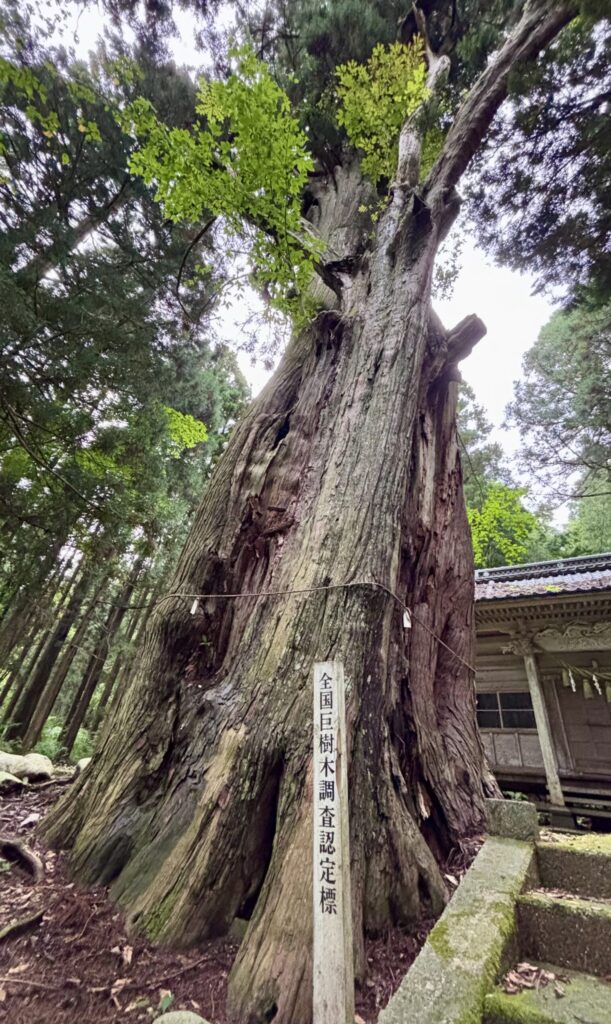 小俣白山神社の大杉1