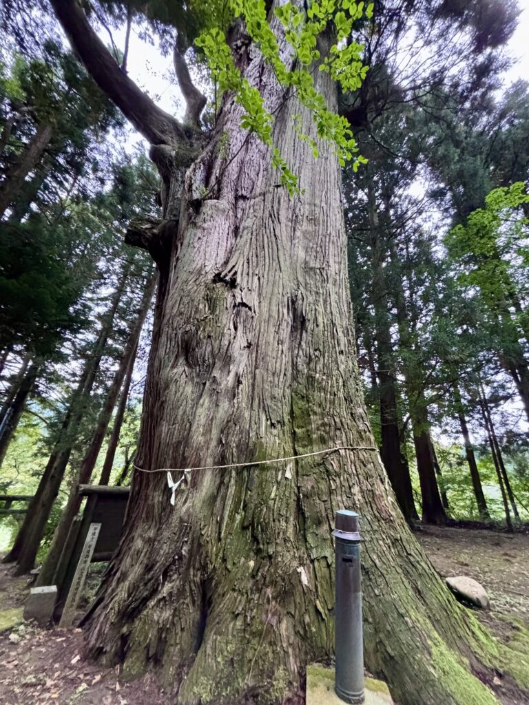 小俣白山神社の大杉2