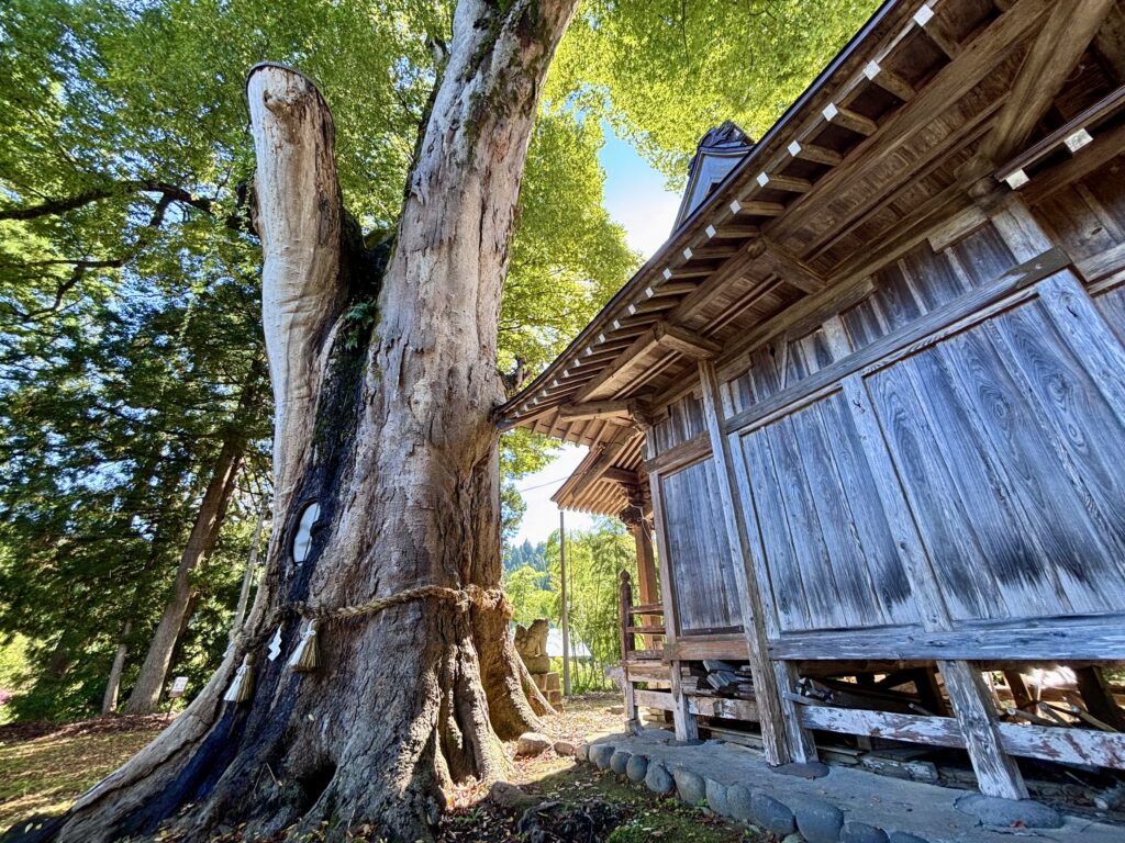 後ろから見た赤谷十二社の大ケヤキ